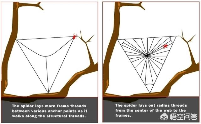 蜘蛛结网时第一跟丝是怎么拉过去的?