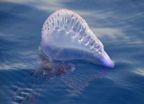 僧帽水母，刺细胞足可杀死海洋小生物(忌惮海龟)