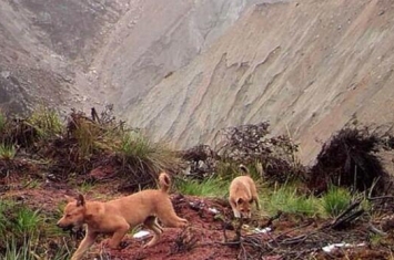 唱歌犬是真的存在，灭绝50年后又再次出现在地球