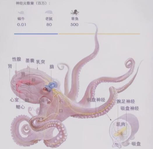 章鱼可能不是地球生物，研究发现章鱼比人类还聪明