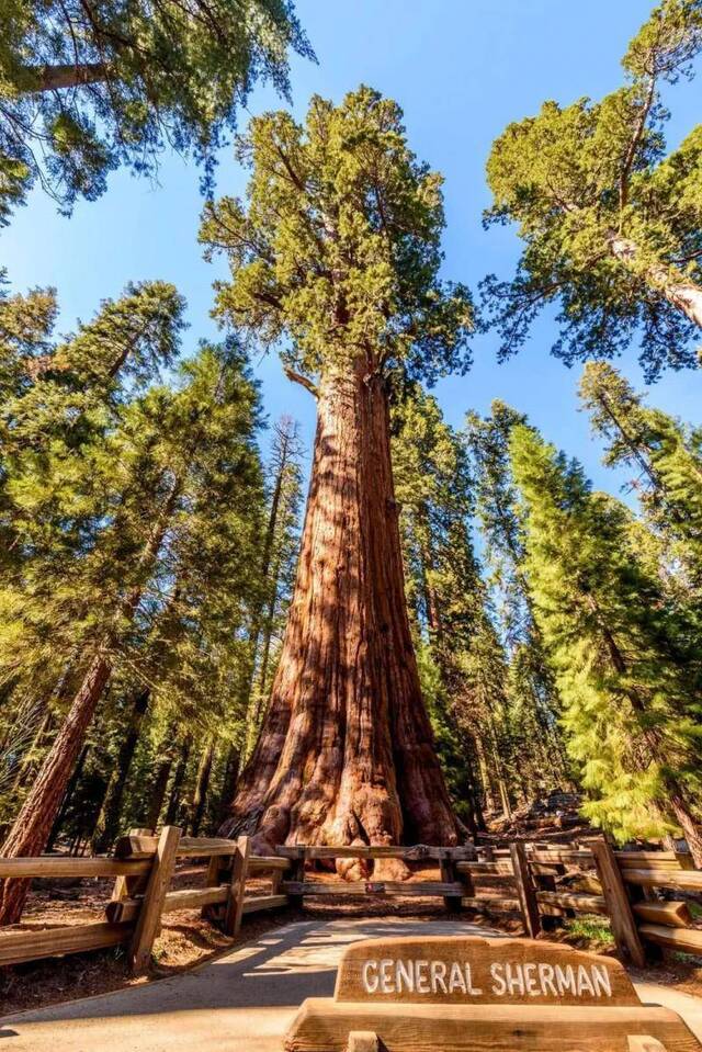 地球上还活着的最大生物是什么？你可能根本没有听说过！