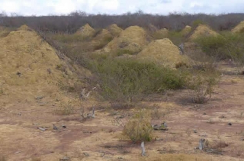 巴西东北部发现3800年历史白蚁窝 巨大土丘群面积相当于整个英国大小