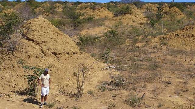 巴西东北部发现3800年历史白蚁窝 巨大土丘群面积相当于整个英国大小