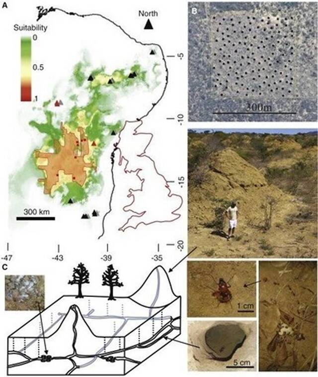 巴西东北部发现3800年历史白蚁窝 巨大土丘群面积相当于整个英国大小