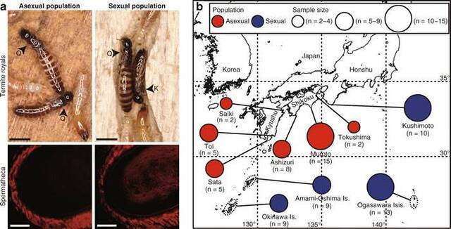 日本发现一种树白蚁可以在没有雄性的情况下建立起可以繁衍的蚁窝