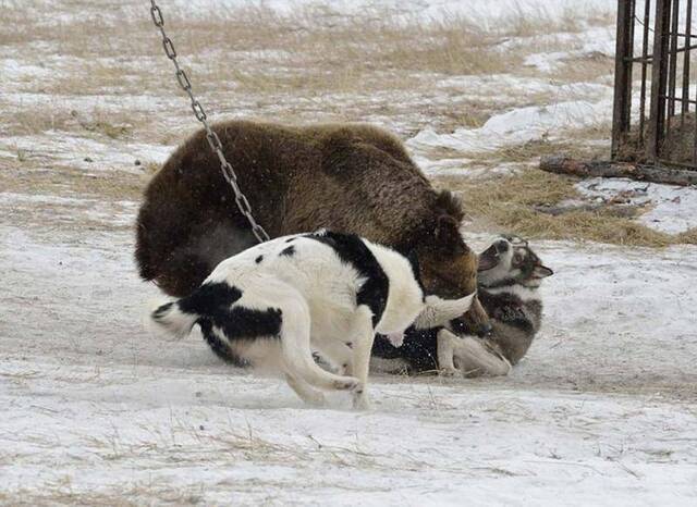 俄罗斯Bayanay狩猎俱乐部举行狩猎技能大赛 棕熊被铁链锁在树上充当诱饵遭受猎犬围攻