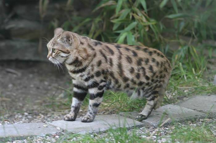 地球上最致命的猫科动物不是狮子 而是生活在非洲的黑足猫