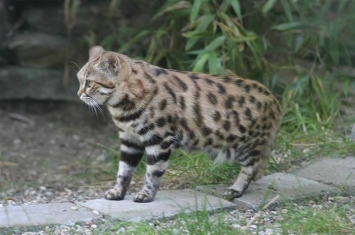 地球上最致命的猫科动物不是狮子 而是生活在非洲的黑足猫