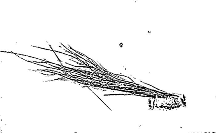 美国联邦调查局（FBI）公布研究1976年雪人样本相关文件：毛发属于鹿科动物