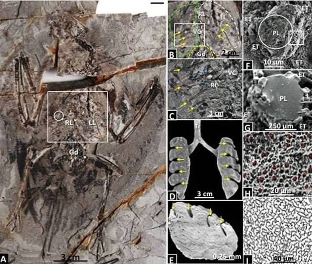早白垩世热河生物群的始吻古喙鸟化石发现肺部结构