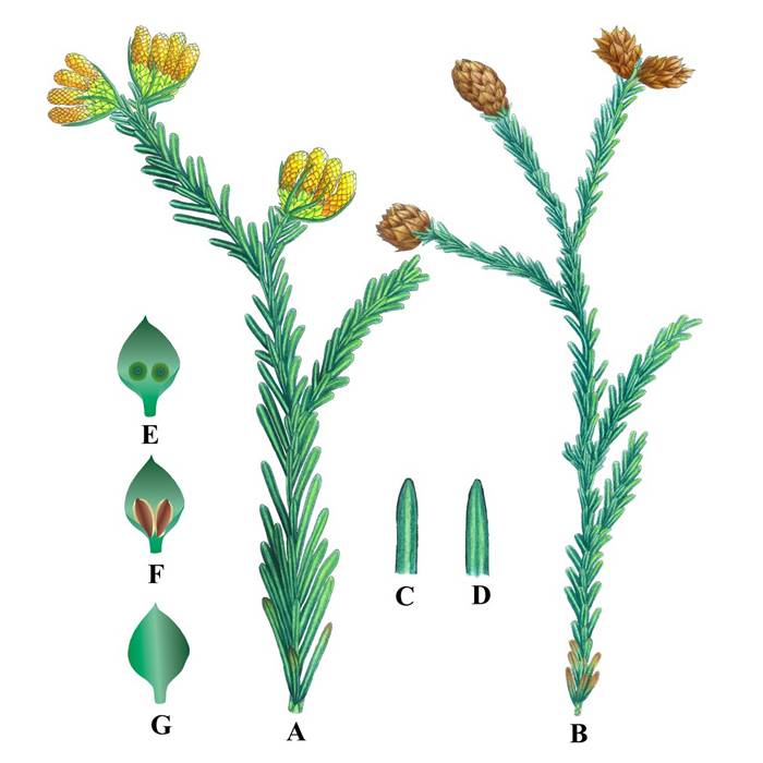 侏罗纪道虎沟生物群中柏科植物化石——刺苞澳洲杉木研究取得新进展