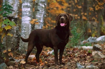 为什么巧克力色拉布拉多比其他猎犬短命？新研究指育种时引入有害基因