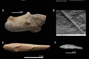 阿尔及利亚发现的石制工具和被切割的动物骨头表明现代人祖先在北非的时间更早