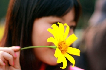 揭秘黄花闺女中的黄花是指什么花