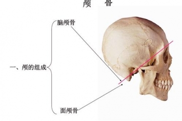 颅骨是人体哪个部位的骨骼