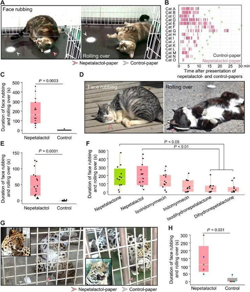 为什么猫那么喜欢猫薄荷