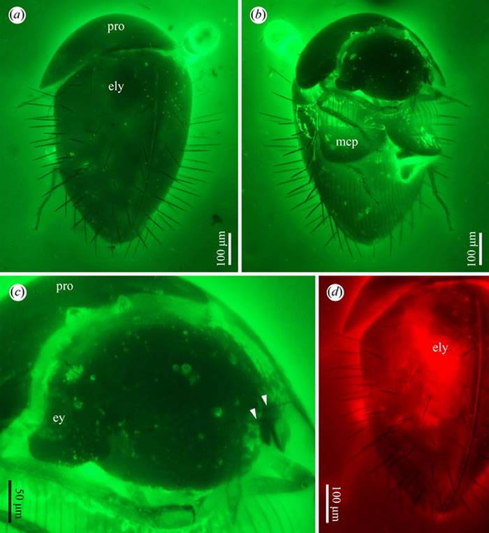 缅甸琥珀揭示甲虫的形态演化停滞和生物地理