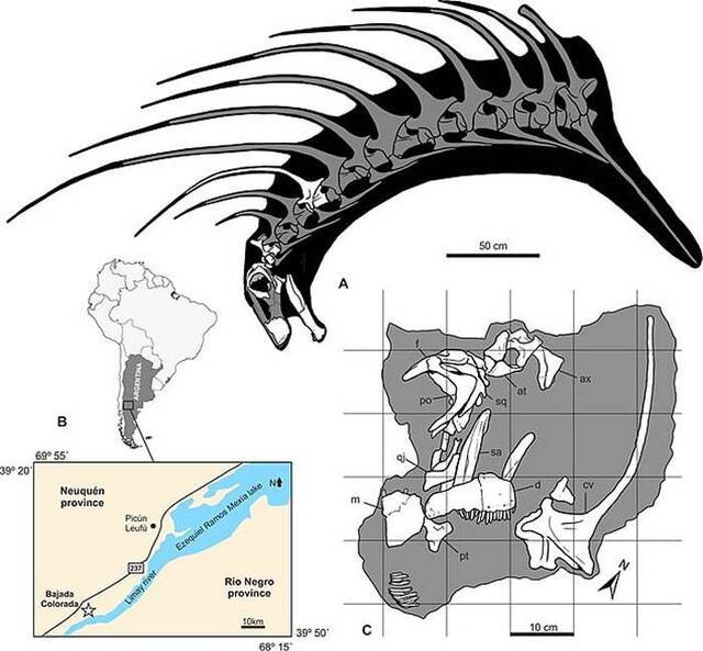 阿根廷巴塔哥尼亚发现叉龙科新品种恐龙Bajadasaurus pronuspinax 靠尖长背刺自卫