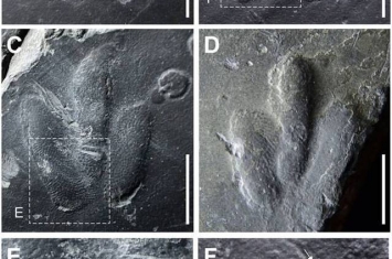 韩国最袖珍恐龙足迹化石上留有皮肤印痕