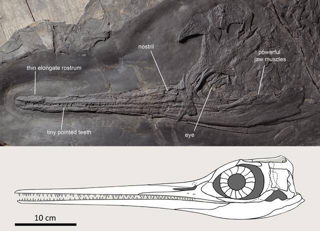 2.4亿年前三叠纪的海洋霸主贝桑龙Besanosaurus leptorhynchus