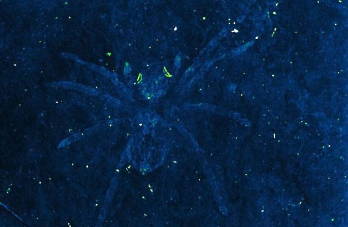 韩国Namhae地区下白垩统晋州组发现眼睛仍能反射光线的蜘蛛化石