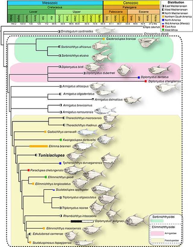 水涨鱼多：北非古鱼类最新研究成果揭示双棱鲱类历史与西特提斯洋演化的关系