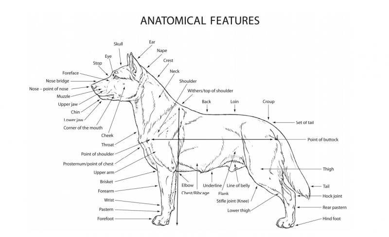 台湾土狗获世界畜犬联盟（FCI）认证正名“台湾犬”