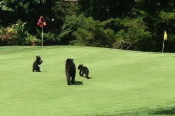 美国新泽西州高尔夫球场黑熊一家三口想打Golf？