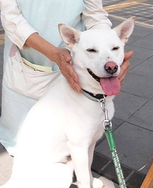 主人去世 日本忠犬绝食郁郁而终