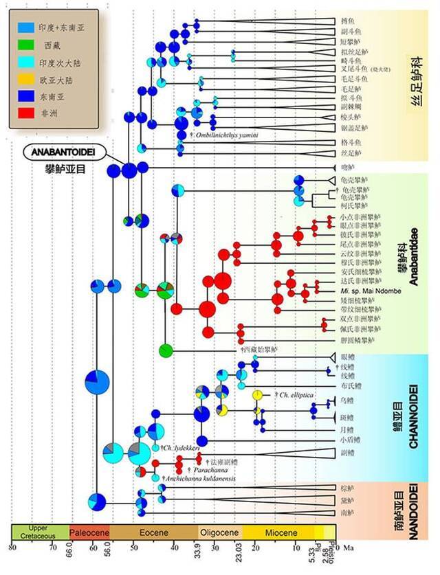 攀鲈西游记——化石校正分子钟揭秘迷鳃鱼类演化谜题