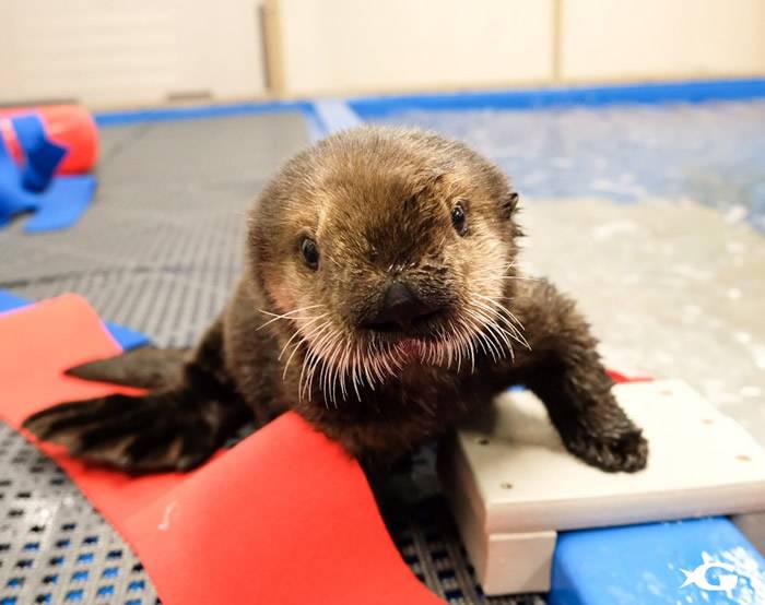 美国两水獭孤儿与母亲失散 获水族馆收留重获新生