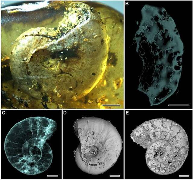 缅甸琥珀中的菊石、螺类、节肢动物化石集群解密1亿年前海滨森林生态环境