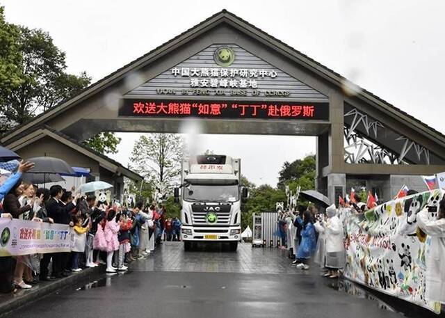 推动国际保护研究 中国2只大熊猫“如意”和“丁丁”启程前往俄罗斯莫斯科动物园