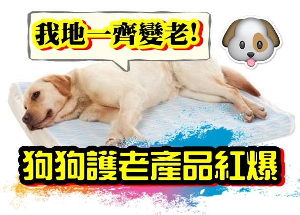 日本宠物犬寿命延长 高龄犬用品极受欢迎