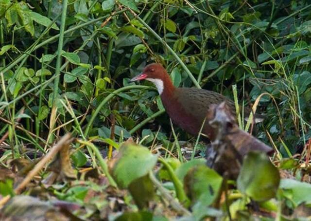 来自非洲的鸟类白喉秧鸡首现重复进化 隔逾10万年登岛均慢慢丧失飞行能力