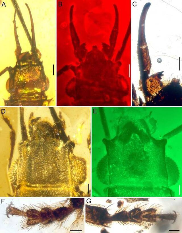 缅甸琥珀揭示扁甲类甲虫雌雄异型的早期演化