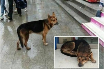 四川版忠犬八公：德国牧羊犬在雨中苦候主人3日3夜