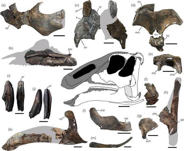 日本北海道发现的晚白垩世鸭嘴龙新属种Kamuysaurus japonicus揭示恐龙多样性