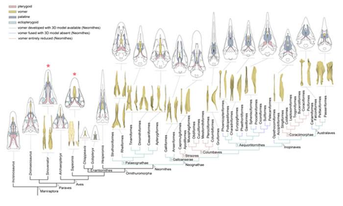 对会鸟和中国猎龙的犁骨三维重建提供早期副鸟类腭区的重要形态学信息