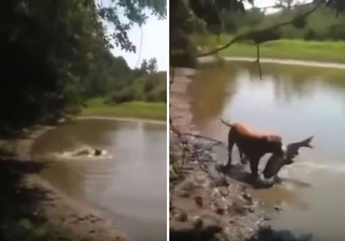 黄金猎犬与拳师犬的混种狗Stripe成为捕鱼高手