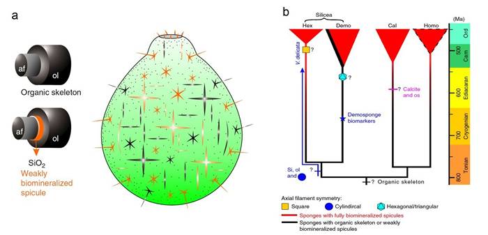 动物的早期行为和早期海绵骨针的生物矿化方面研究又取得新进展