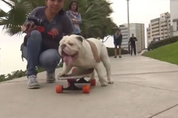 秘鲁斗牛犬奥托（Otto）踩滑板穿越30人张开双腿组成的人肉隧道创下吉尼斯世界纪录