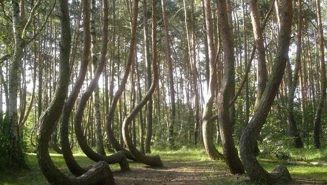 波兰“弯曲森林”（Crooked Forest）里面的松树大部分都弯曲生长