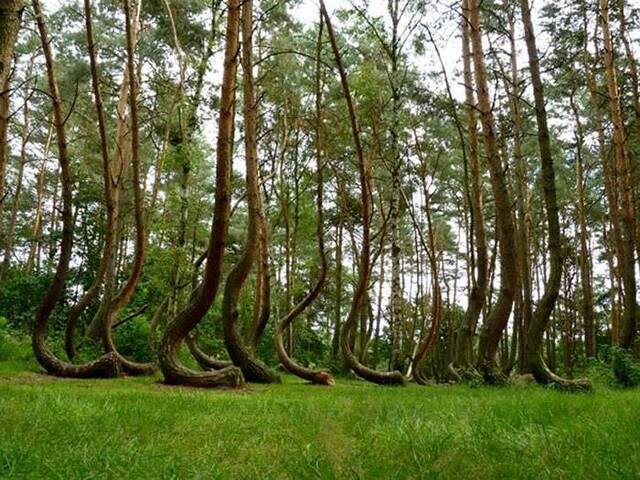 波兰“弯曲森林”（Crooked Forest）里面的松树大部分都弯曲生长