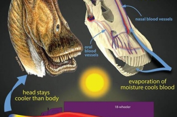 新研究称大型恐龙通过头部血管降温