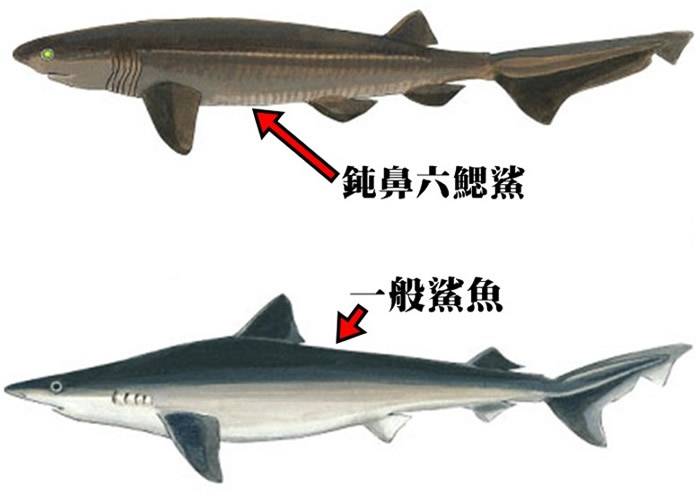 美国小型潜艇在巴哈马海域深海巧遇1.8亿年前史前巨鲨——钝鼻六鳃鲨