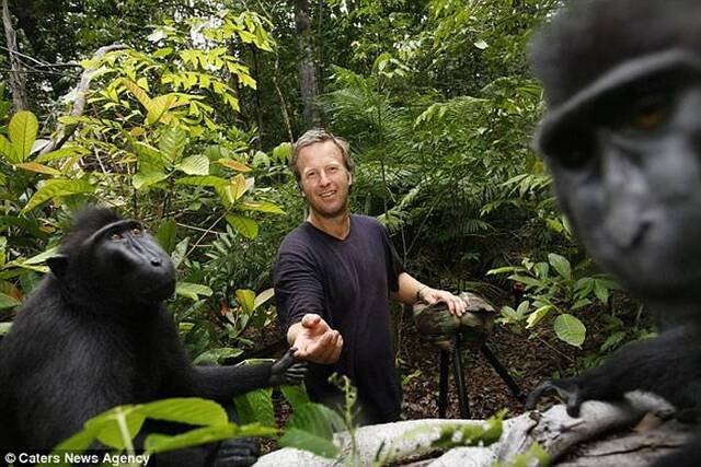 黑冠猕猴自拍照片掀争议 美国法院裁定猕猴不能拥有照片版权