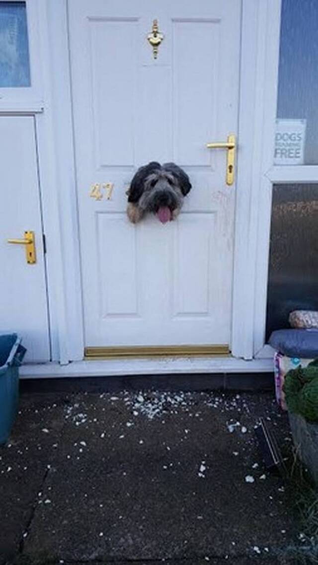 英国牧羊犬Poppy把家门啃出大洞探头傻笑迎接主人