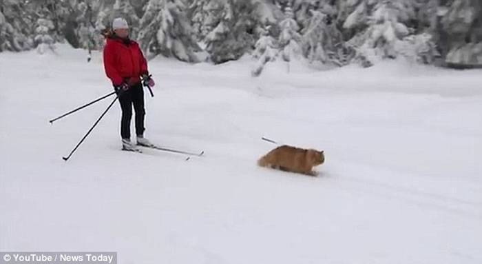 挪威宠物猫Jesper雪地充当雪橇犬拉雪橇