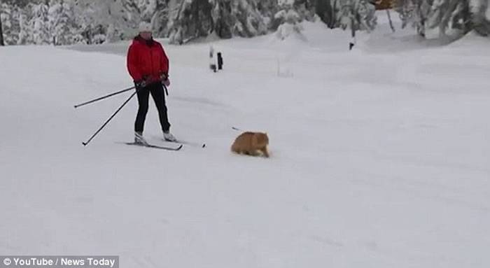 挪威宠物猫Jesper雪地充当雪橇犬拉雪橇